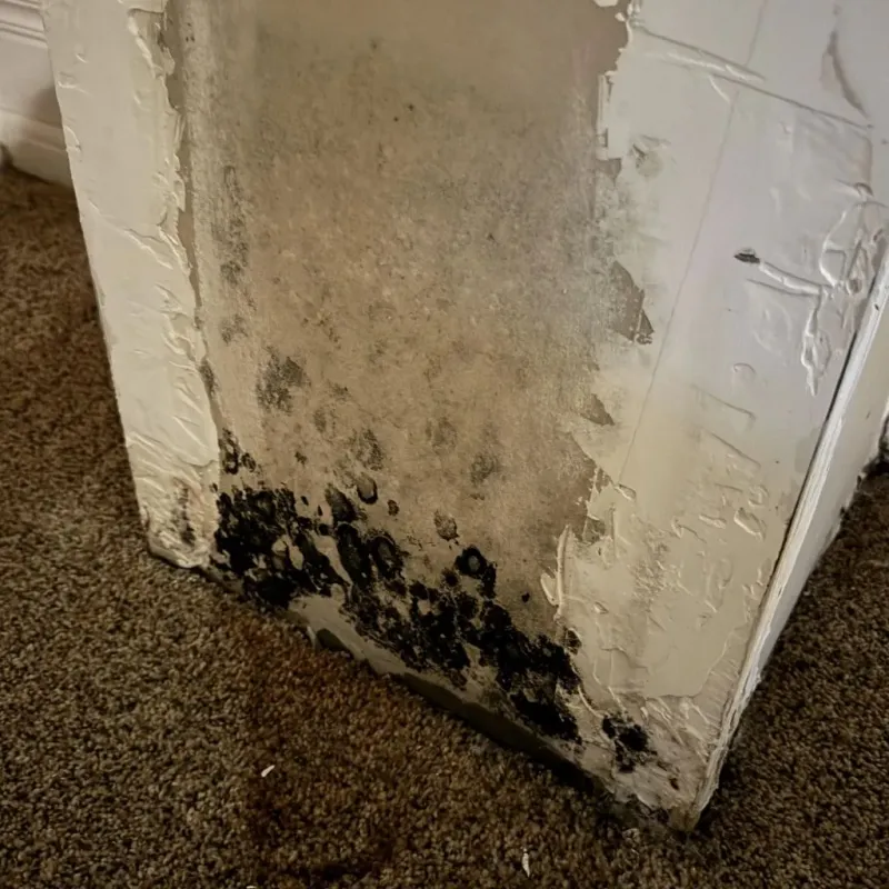 Professional Mold Removal in Waynesboro, VA